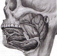 Xerostomia